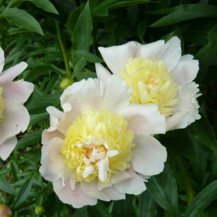 Primevère Paeonia Piwonia 2