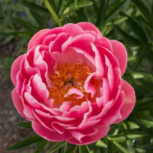 Piwonia Pink Supreme Paeonia