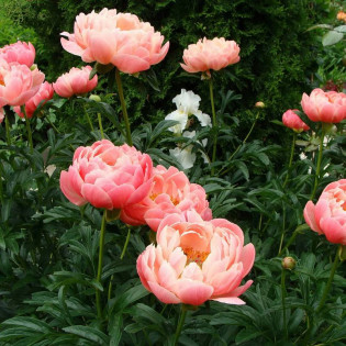 Piwonia Pink Supreme Paeonia 2