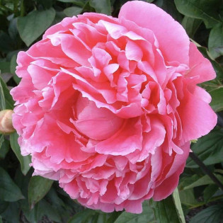 Piwonia Pink Parfait Paeonia