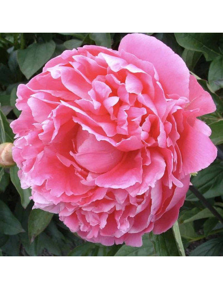 Piwonia Pink Parfait Paeonia