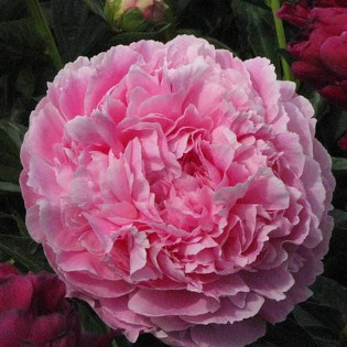 Piwonia Pink Parfait Paeonia 2
