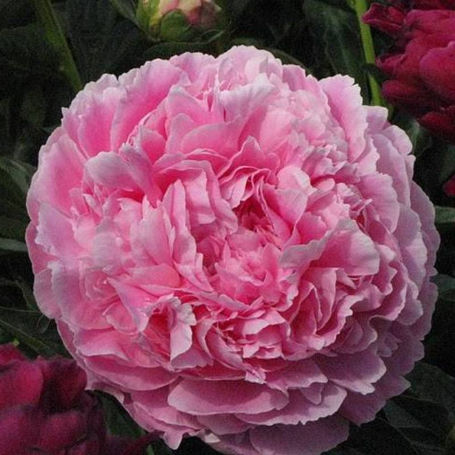 Pink Parfait Paeonia Piwonia
