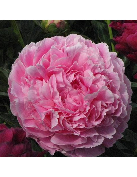 Pink Parfait Paeonia Piwonia