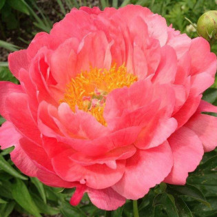 Piwonia Pink Hawaiian Coral Paeonia