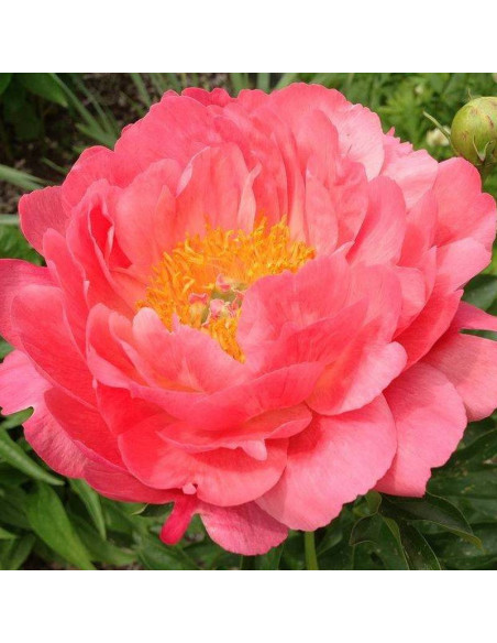 Piwonia Pink Hawaiian Coral Paeonia