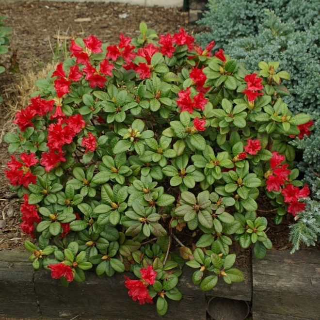 Różanecznik forresta Scarlet Wonder Rhododendron forrestii