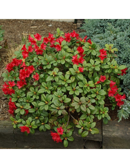 Różanecznik forresta Scarlet Wonder Rhododendron forrestii