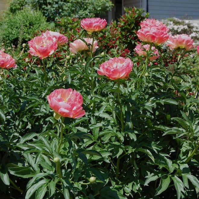 Pink Hawaiian Coral Paeonia Piwonia