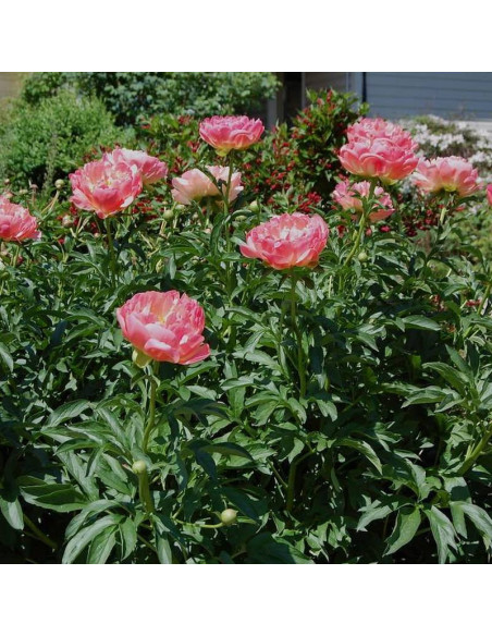 Pink Hawaiian Coral Paeonia Piwonia