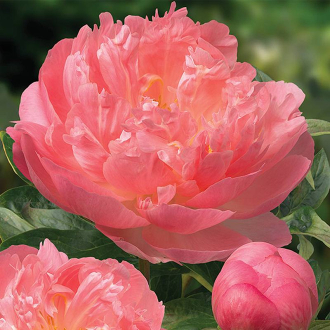 Piwonia Coral Paeonia Pink Hawaiian