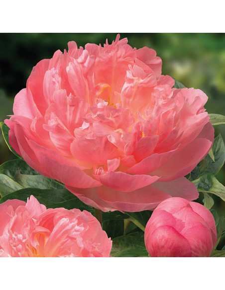 Piwonia Coral Paeonia Pink Hawaiian