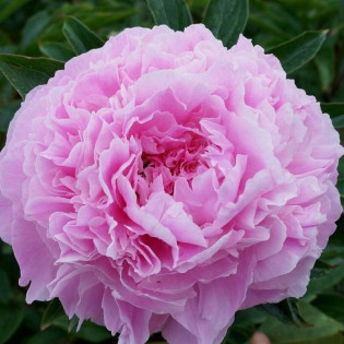 Pink Giant Paeonia Piwonia