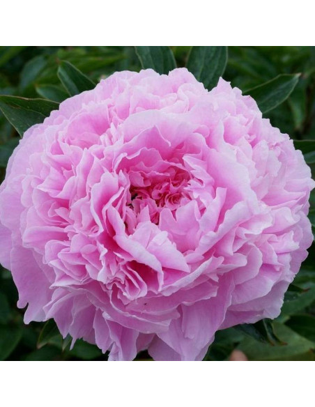 Pink Giant Paeonia Piwonia