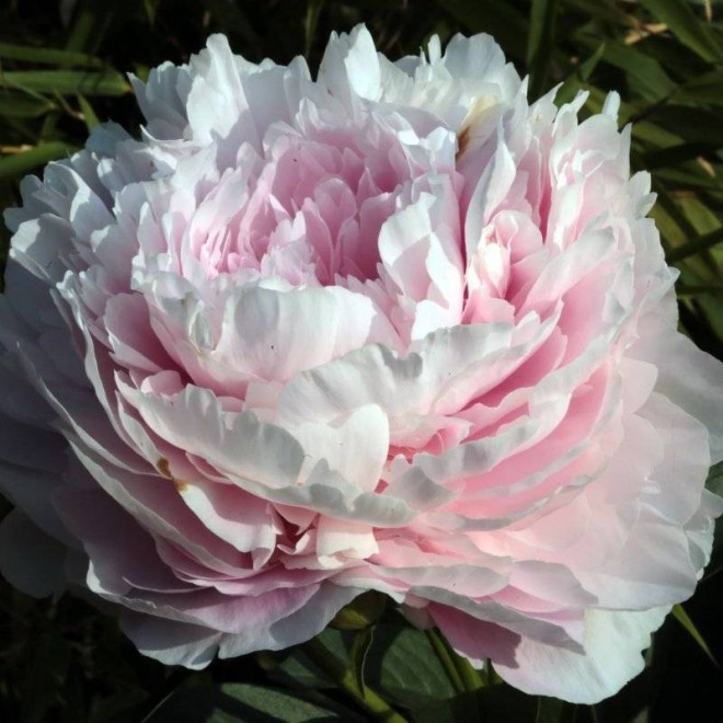 Piwonia Pink Giant Paeonia