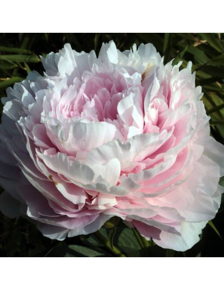 Piwonia Pink Giant Paeonia