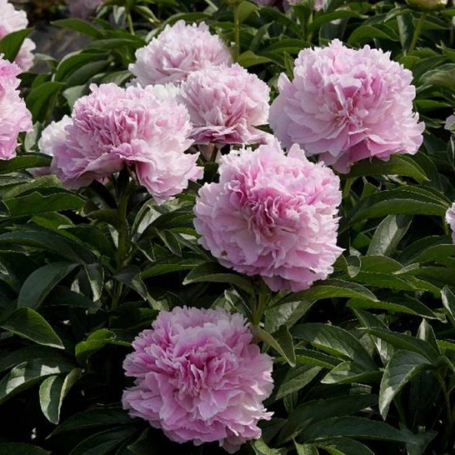 Piwonia Paeonia Pink Giant