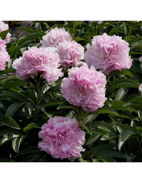 Piwonia Paeonia Pink Giant