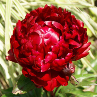 Peter Brand Paeonia Piwonia