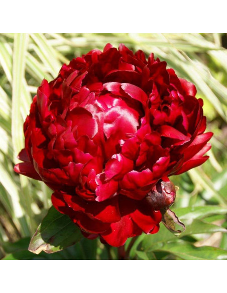 Peter Brand Paeonia Piwonia
