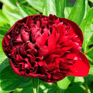 Peter Brand Paeonia Piwonia 2