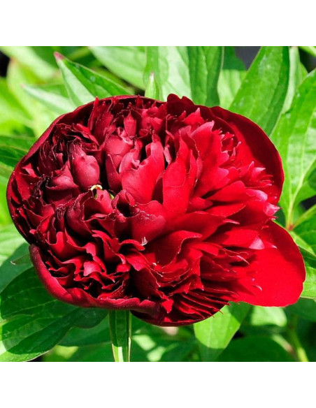 Piwonia Peter Brand Paeonia