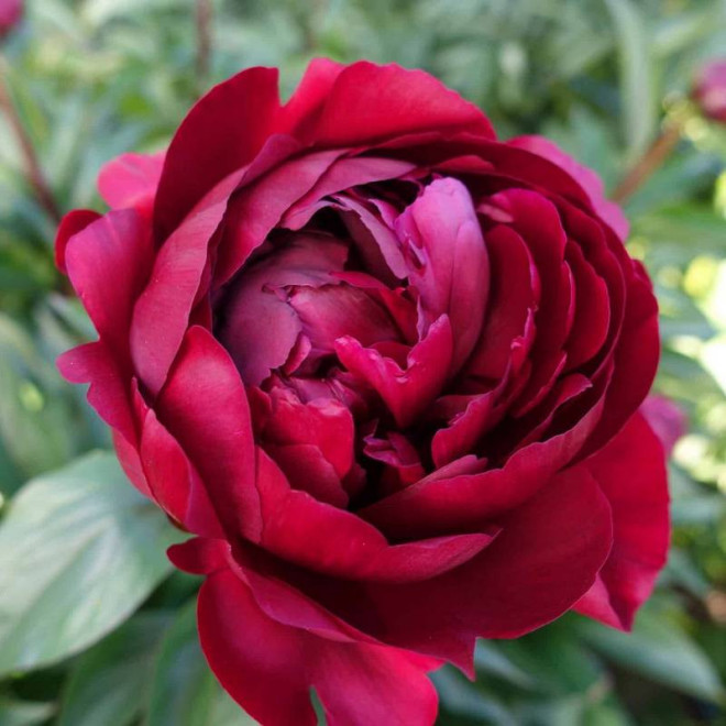 Piwonia Paeonia Peter Brand