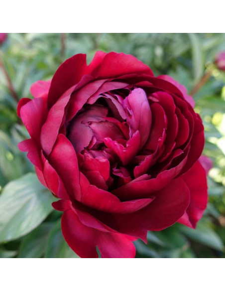 Piwonia Paeonia Peter Brand