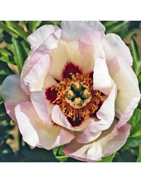Pastel Splendor Paeonia Piwonia