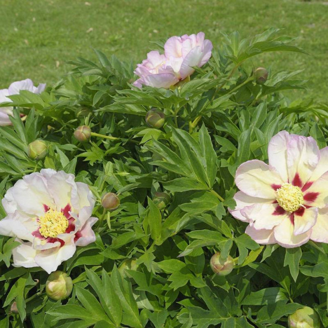 Piwonia Pastel Splendor Paeonia
