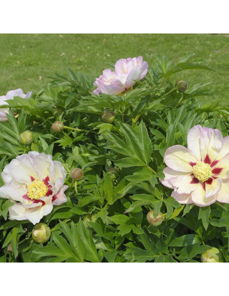 Piwonia Pastel Splendor Paeonia