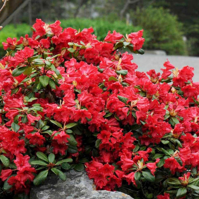 Rhododendron forrestii Różanecznik forresta Scarlet Wonder