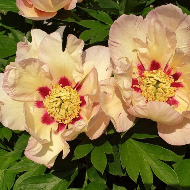 Piwonia Paeonia Pastel Splendor