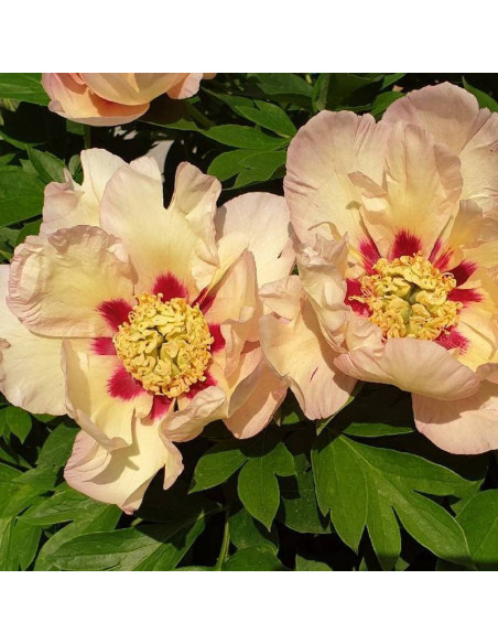 Piwonia Paeonia Pastel Splendor
