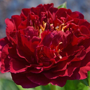 Piwonia Old Faithful Paeonia