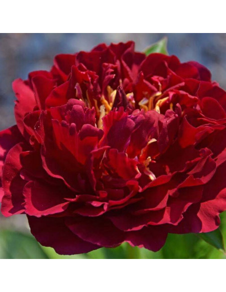 Piwonia Old Faithful Paeonia