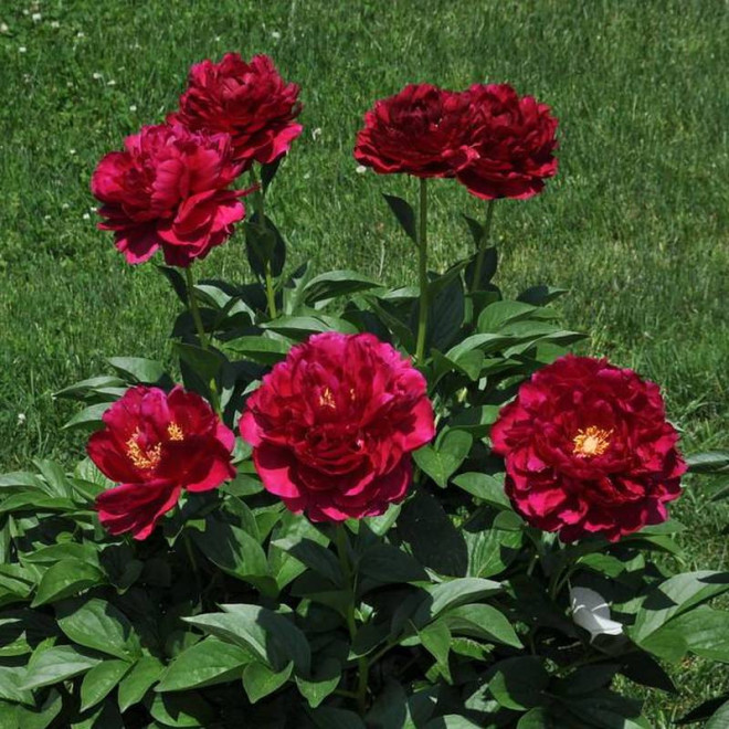 Old Faithful Paeonia Piwonia