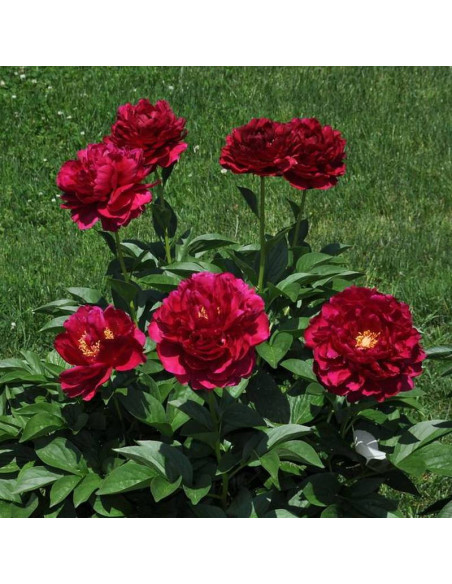 Old Faithful Paeonia Piwonia