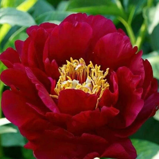 Piwonia Paeonia Old Faithful