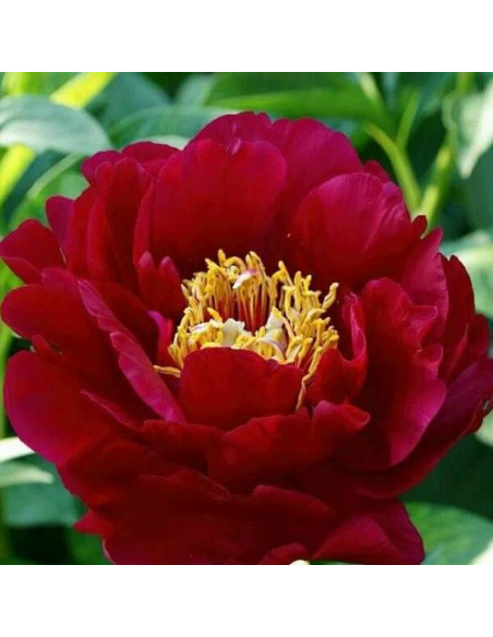 Piwonia Paeonia Old Faithful
