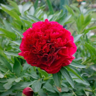 Piwonia lekarska Rubra Plena Paeonia officinalis