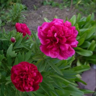 Piwonia lekarska Rubra Plena Paeonia officinalis 2