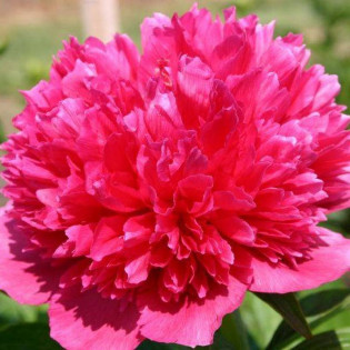 Rosea Plena Paeonia Piwonia lekarska