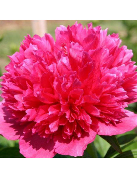 Rosea Plena Paeonia Piwonia lekarska