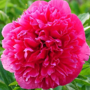 Rosea Plena Paeonia Piwonia lekarska 2