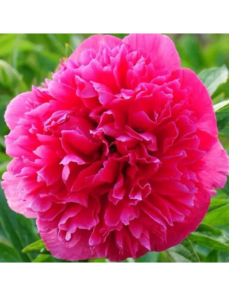 Piwonia lekarska Rosea Plena Paeonia