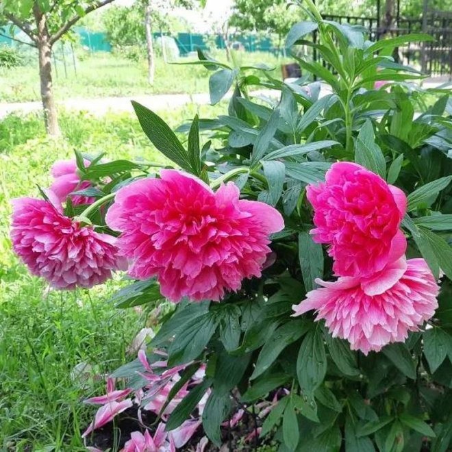 Piwonia lekarska Paeonia Rosea Plena