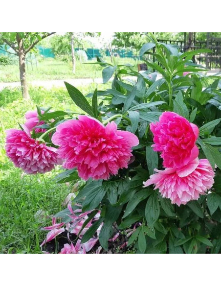 Piwonia lekarska Paeonia Rosea Plena