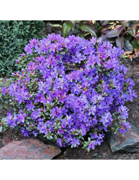 Różanecznik karłowy St. Merryn Rhododendron impeditum