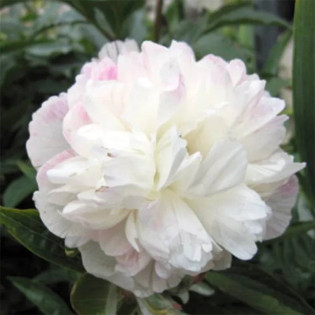 Alba Plena Paeonia officinalis Piwonia lekarska
